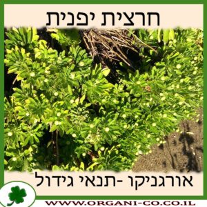 חרצית יפנית