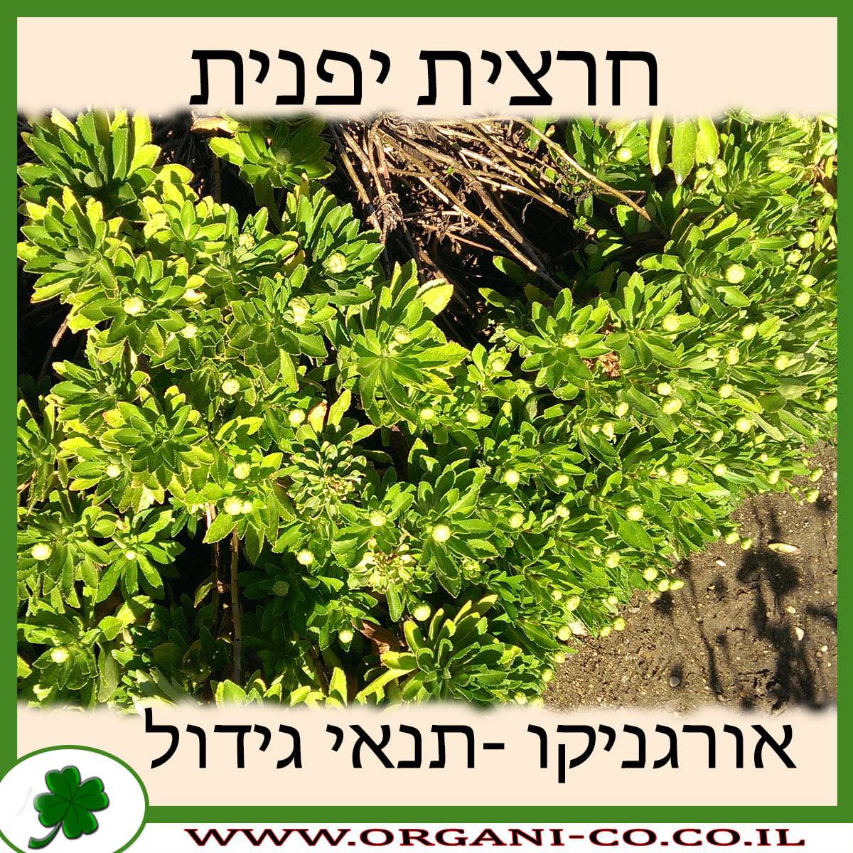 חרצית יפנית