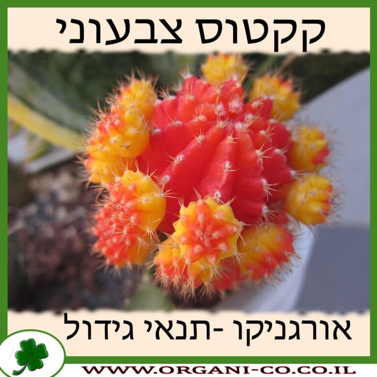 קקטוס צבעוני קקטוס צבעוני גידול צמח