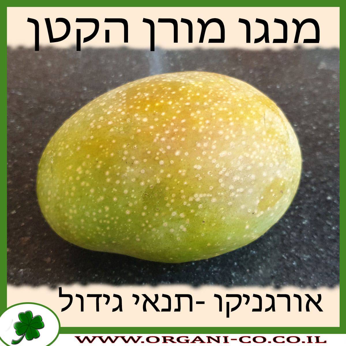 מנגו מורן הקטן