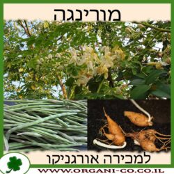 מורינגה מכונפת 25 ליטר