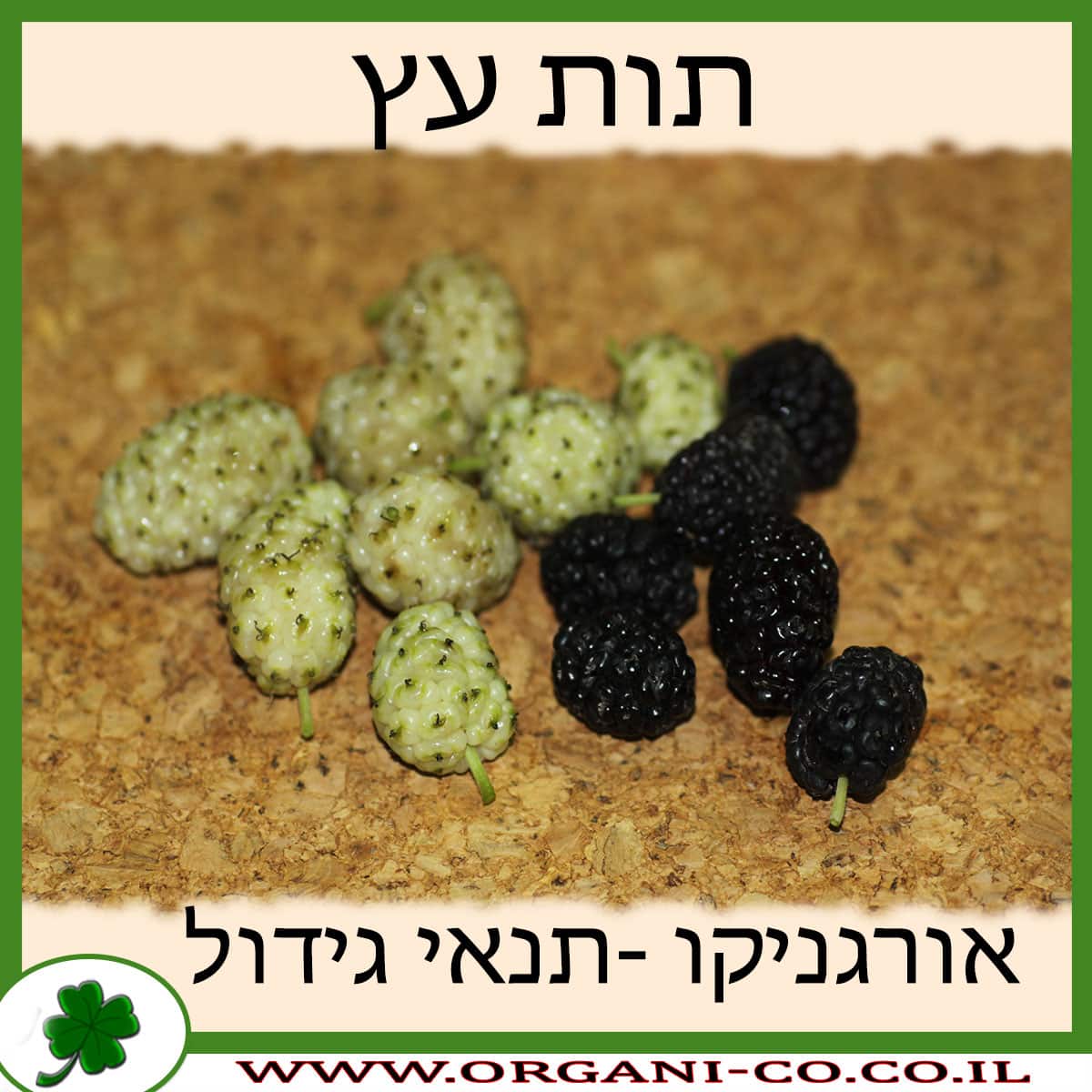 תות עץ גידול צמח