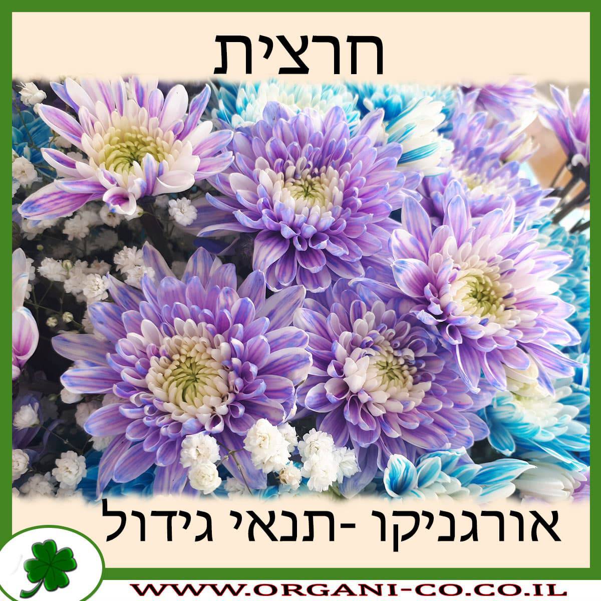 חרצית