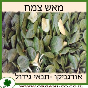 מאש צמח