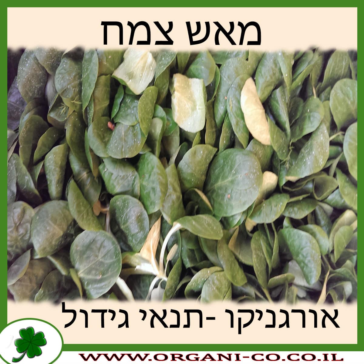 מאש צמח
