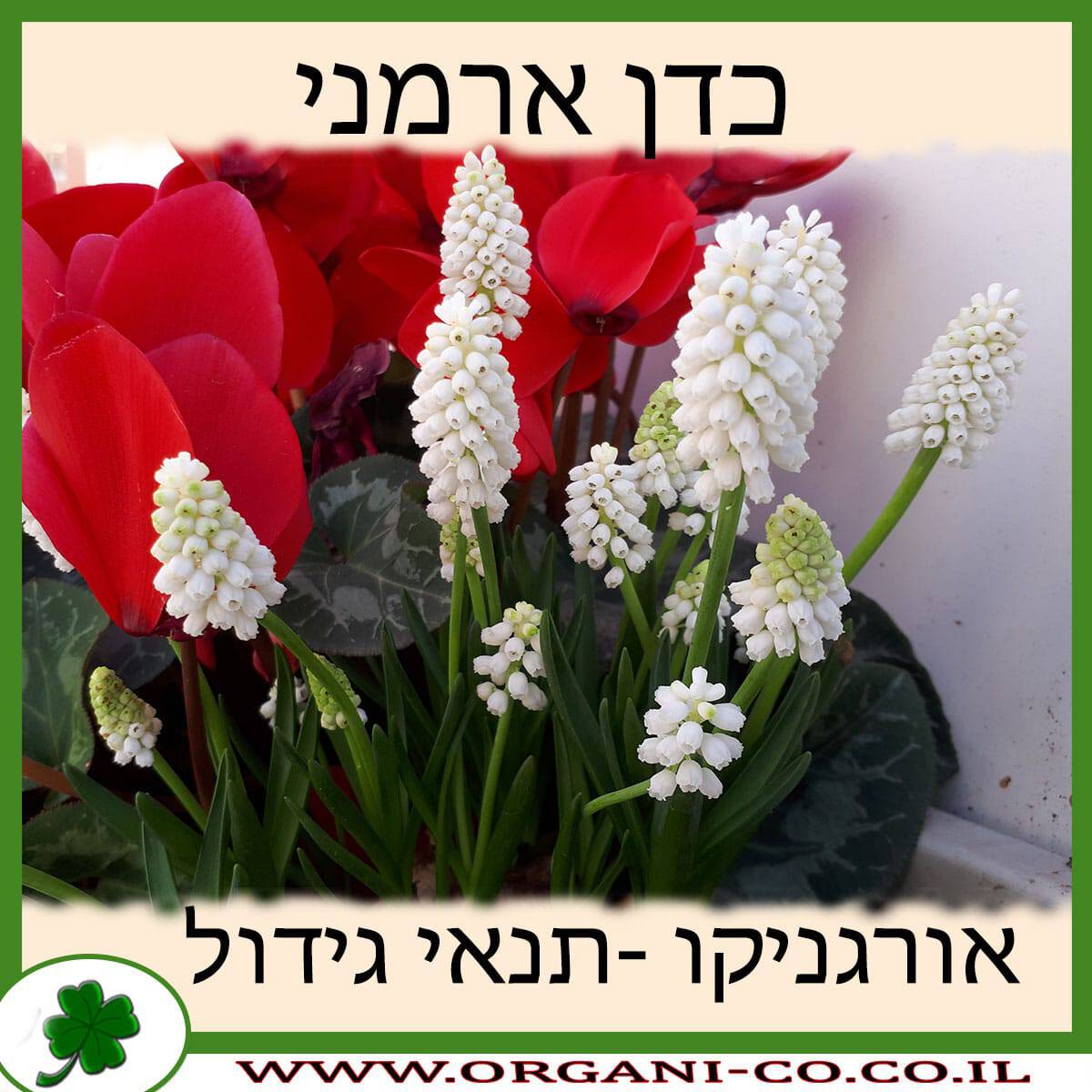 כדן ארמני