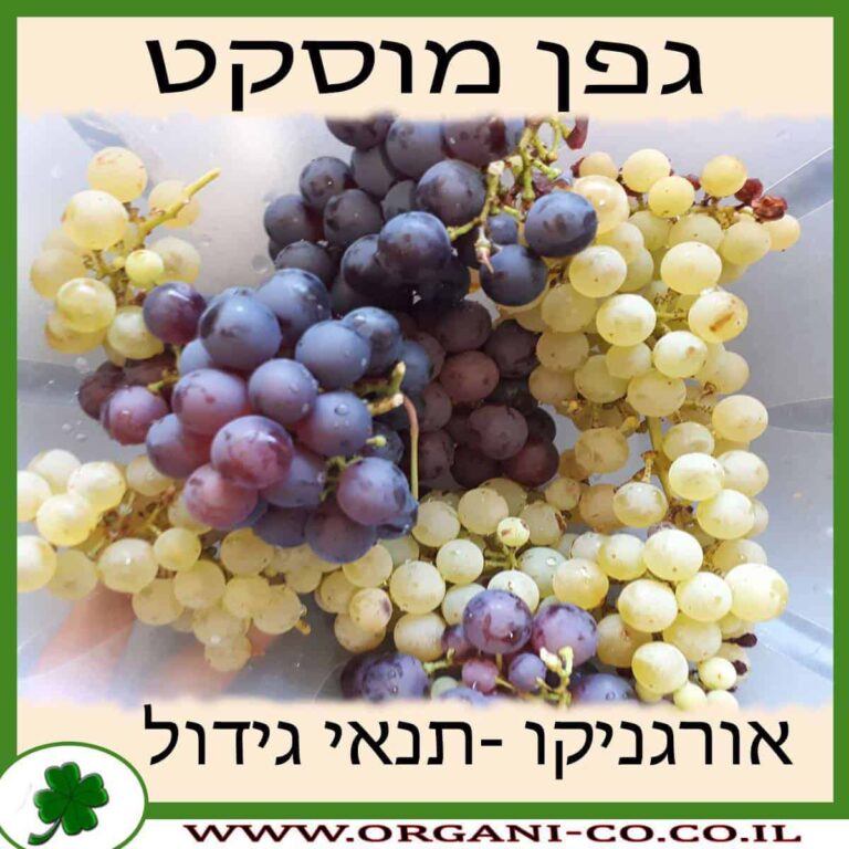 גפן מוסקט גפן מוסקט גידול צמח