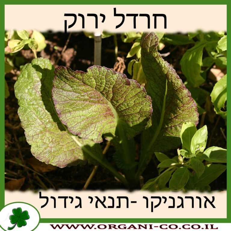 חרדל ירוק חרדל ירוק