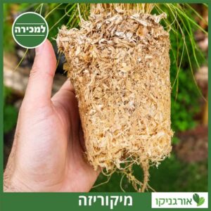 פטריות מיקוריזה בשורש