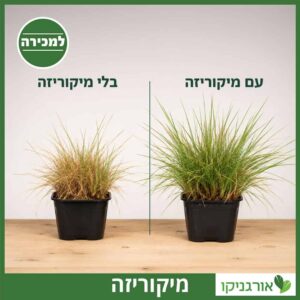 מיקוריזה עם ובלי, השפעות