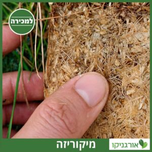 פטריות מיקוריזה בשורש של צמח