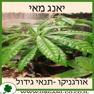 יאנג מאי