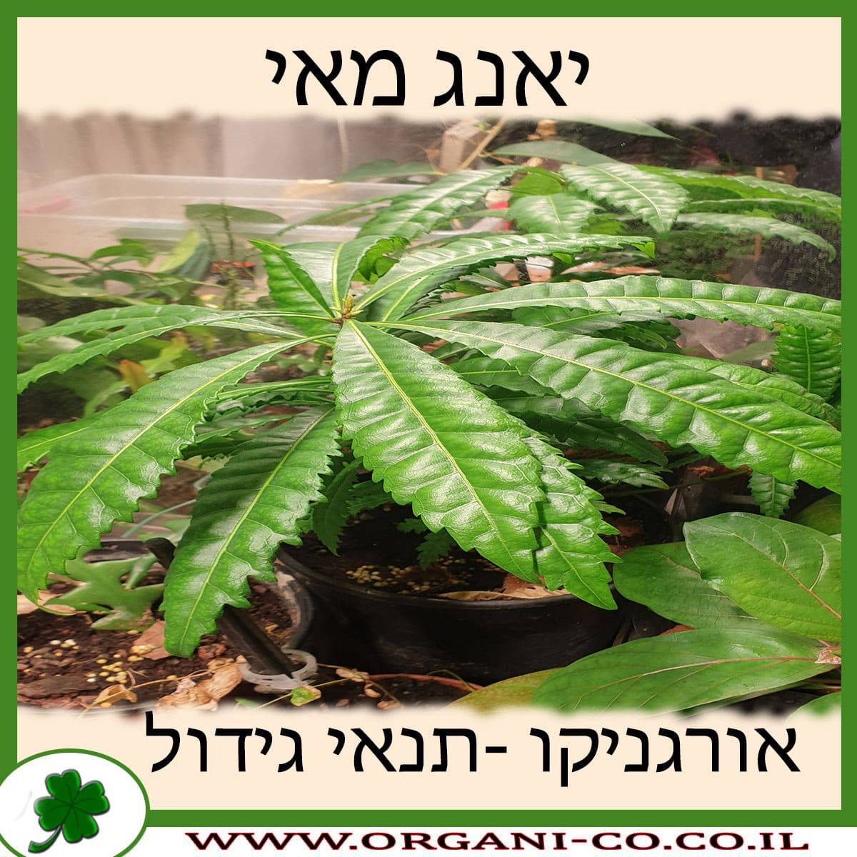 יאנג מאי