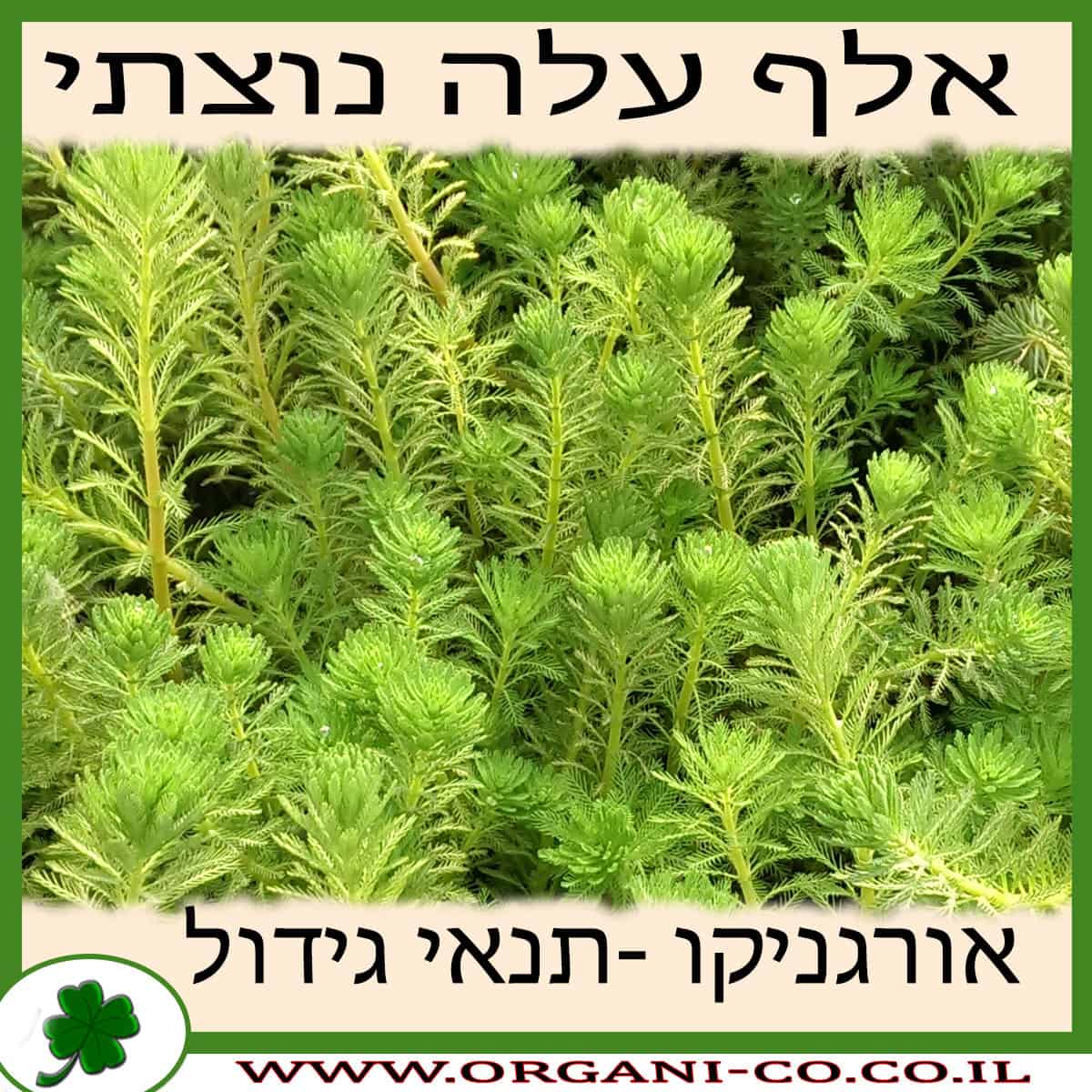 אלף עלה נוצתי גידול צמח