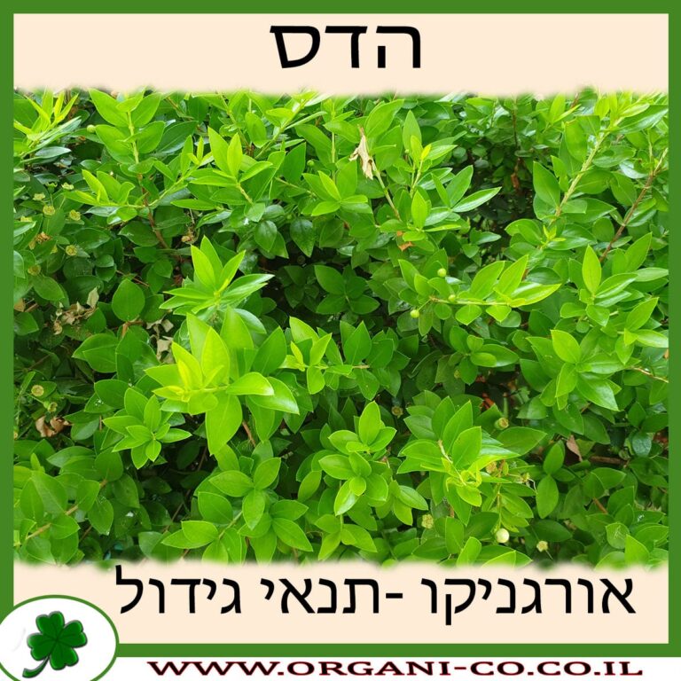 הדס צמח הדס גידול צמח