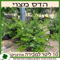הדס מצוי 10 ליטר למכירה - מחיר