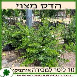 הדס מצוי 10 ליטר