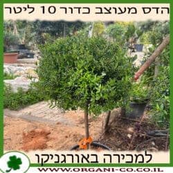 הדס מעוצב כדורי 10 ליטר