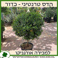 הדס טרנטיני מעוצב כדור 40 ס״מ 10 ליטר למכירה - מחיר