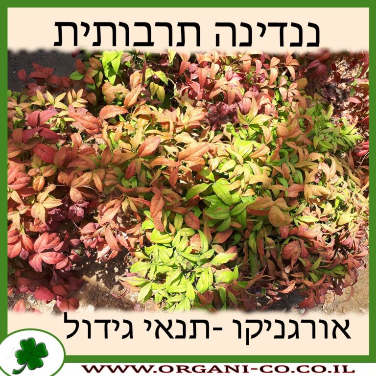 ננדינה תרבותית ננדינה תרבותית