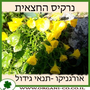 נרקיס החצאית