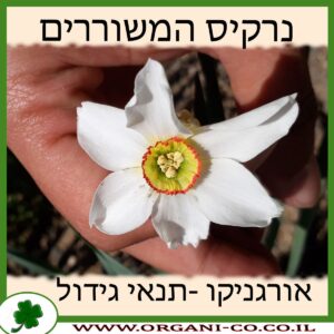 נרקיס המשוררים