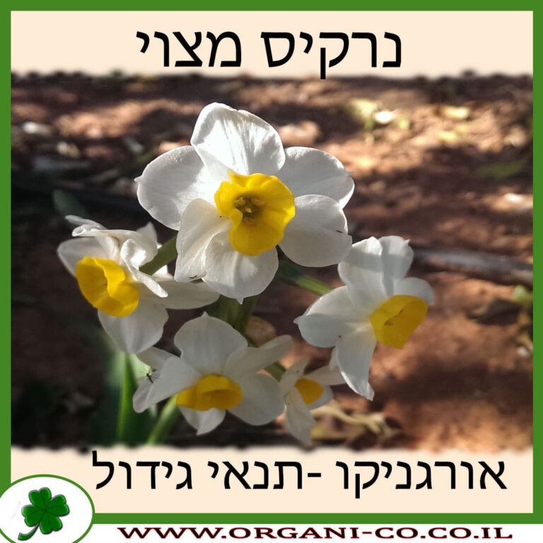 נרקיס מצוי