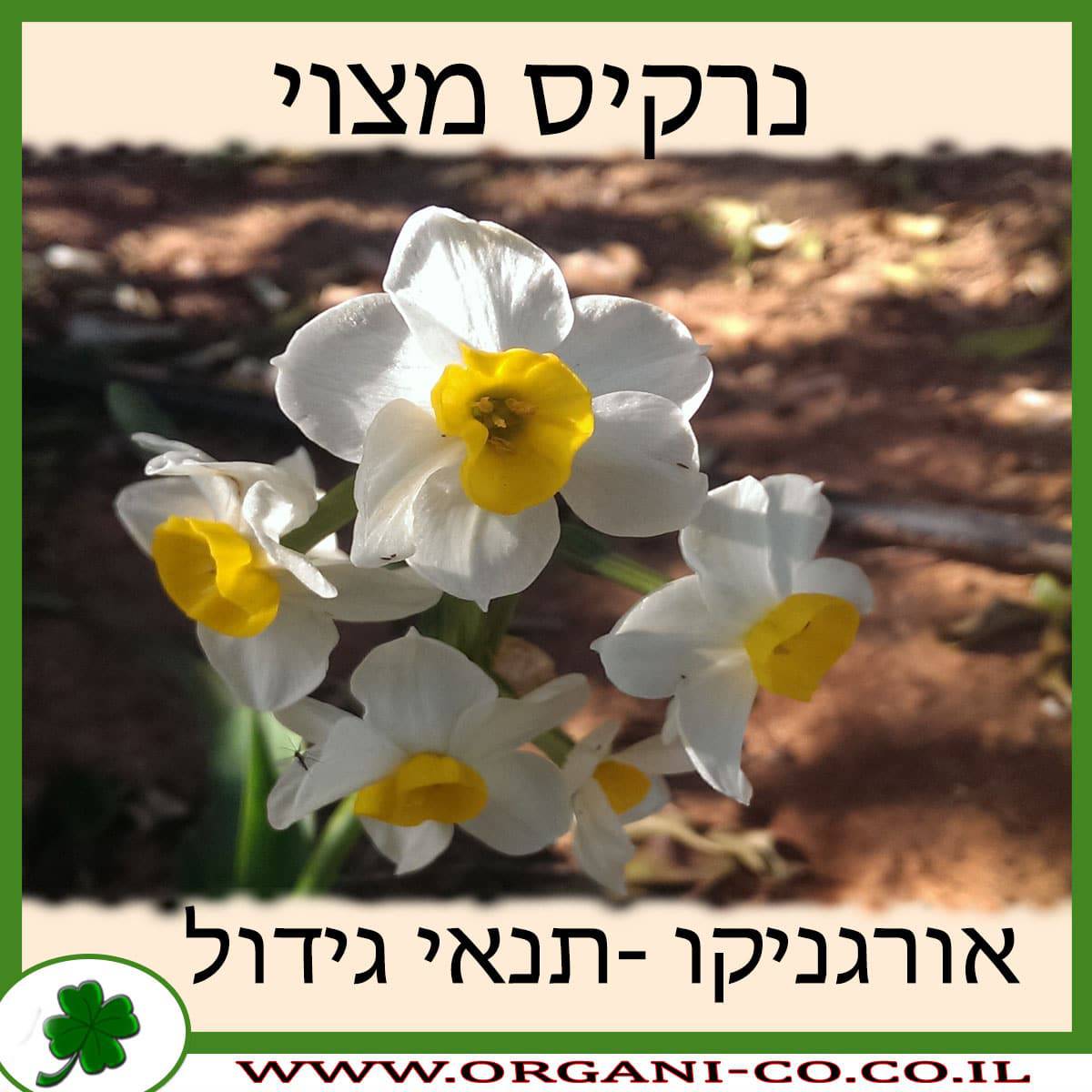 נרקיס מצוי