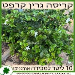 קריסה גרין קרפט 10 ליטר