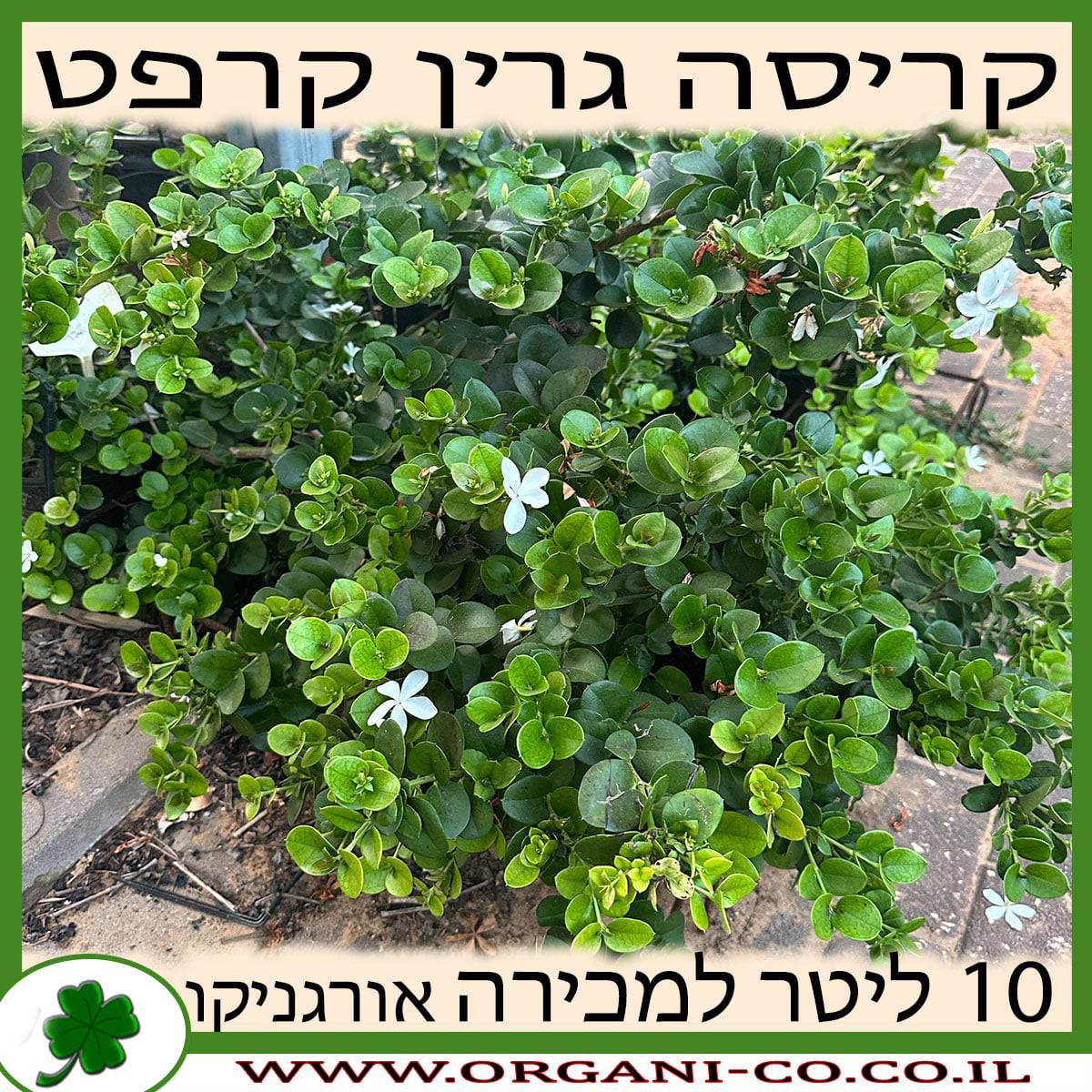 קריסה גרין קרפט 10 ליטר למכירה - מחיר