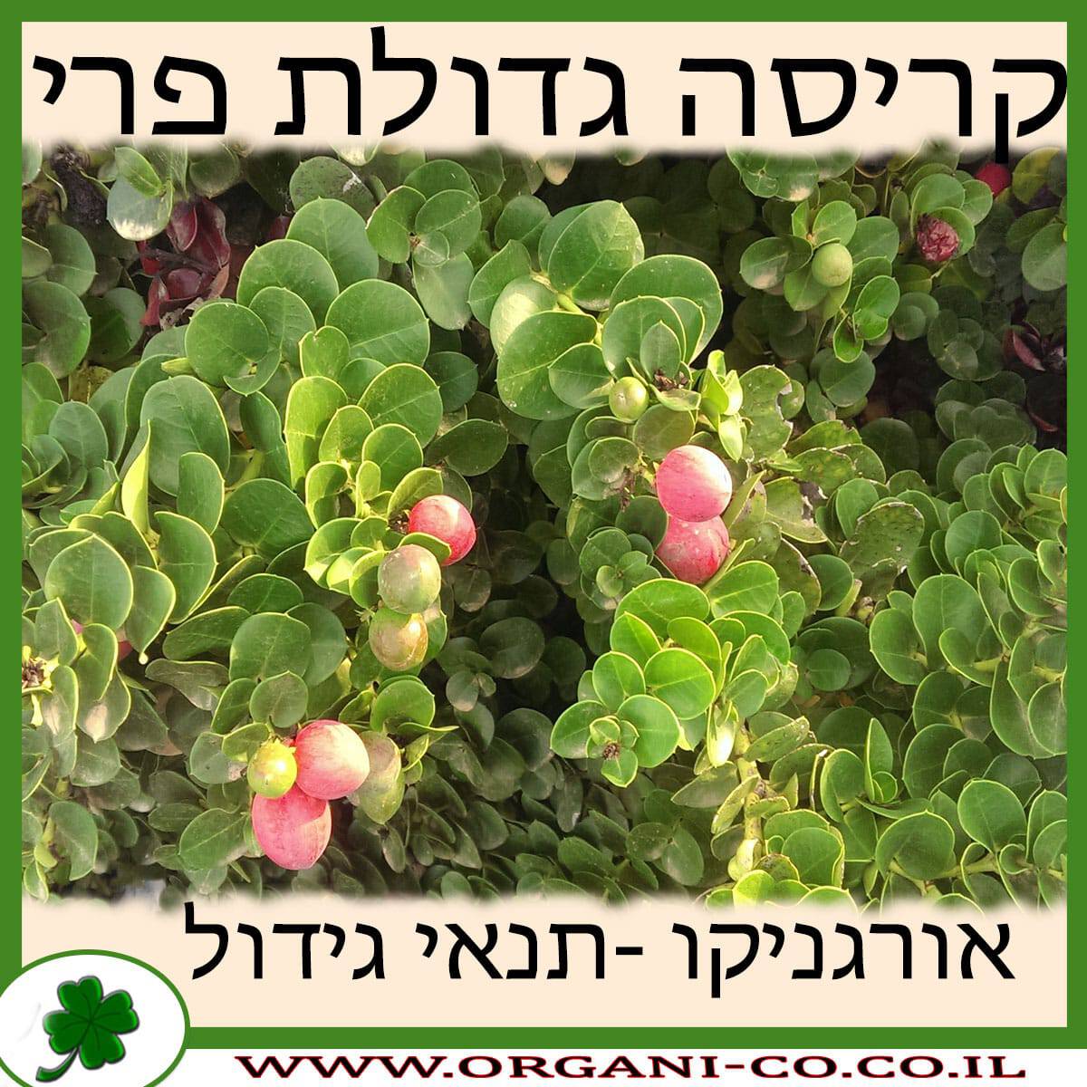 קריסה גדולת פרי גידול צמח