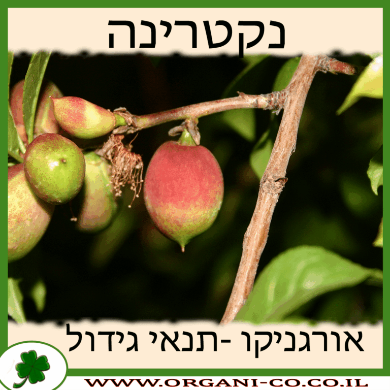 נקטרינה נקטרינה גידול צמח