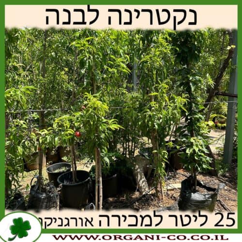 נקטרינה לבנה 25 ליטר למכירה - מחיר