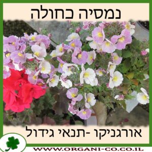 נמסיה כחולה