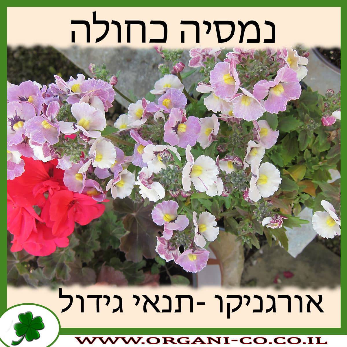 נמסיה כחולה