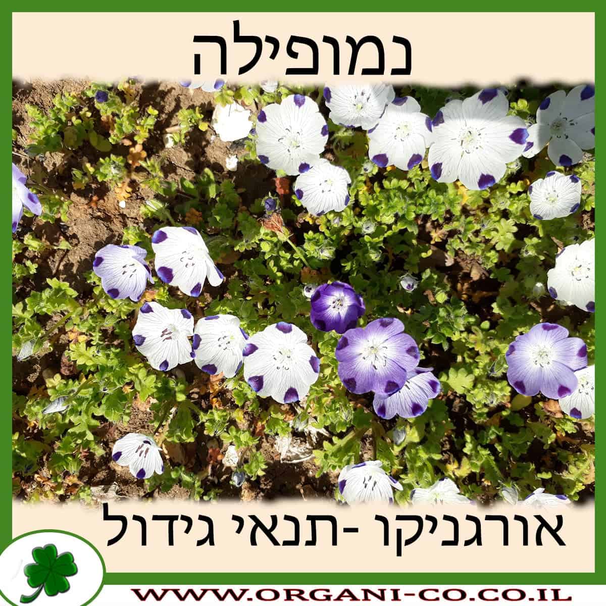 נמופילה