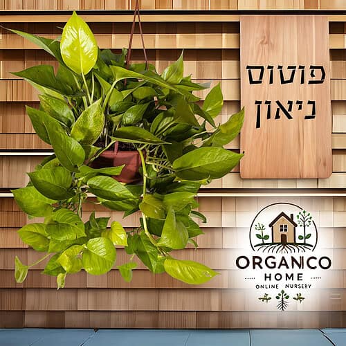פוטוס ניאון למכירה - מחיר