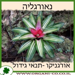 נאורגליה