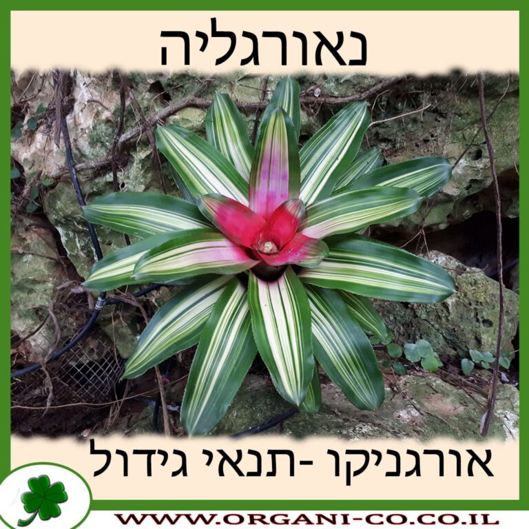 נאורגליה