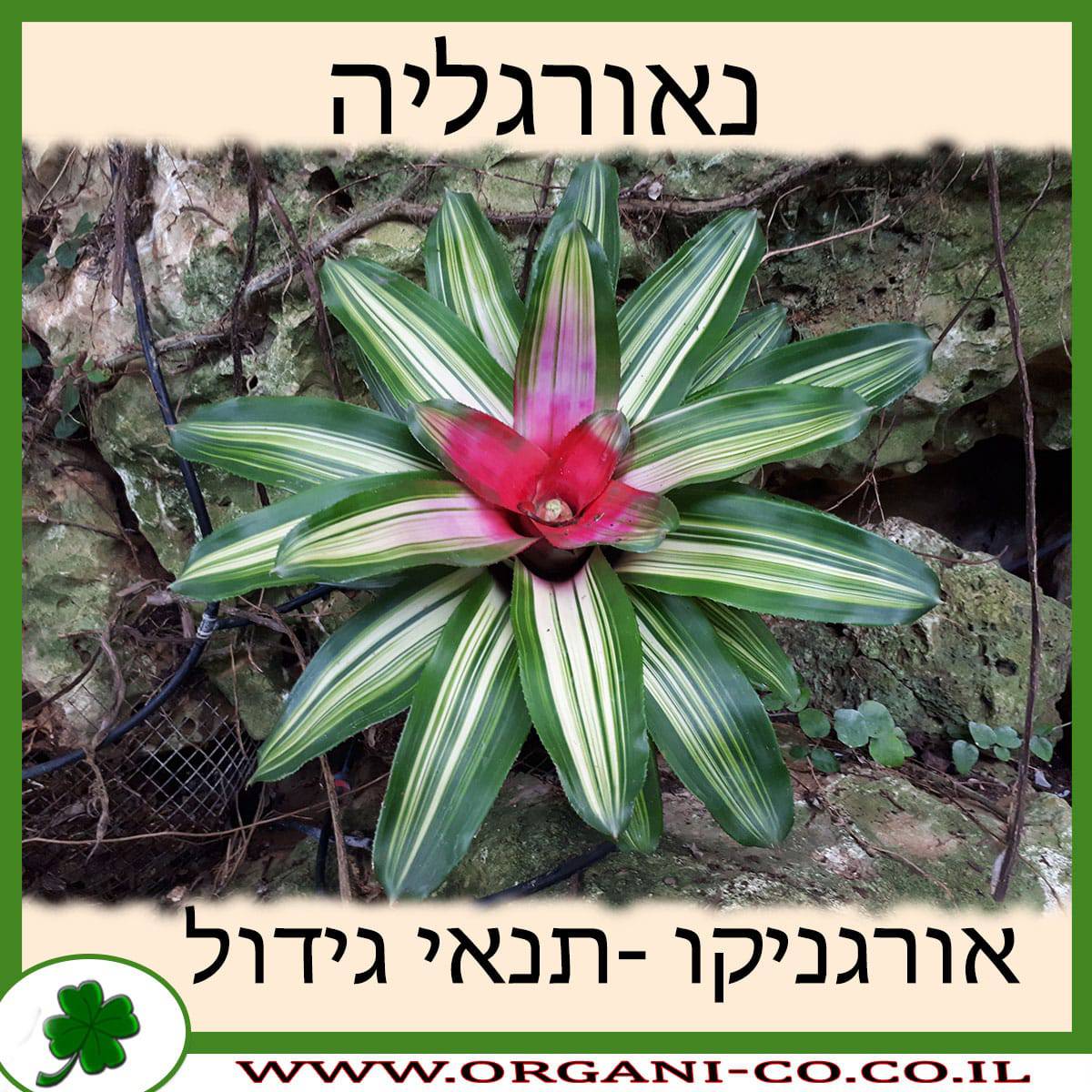 נאורגליה
