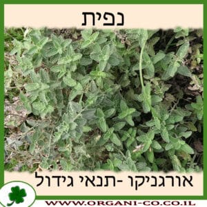 נפית