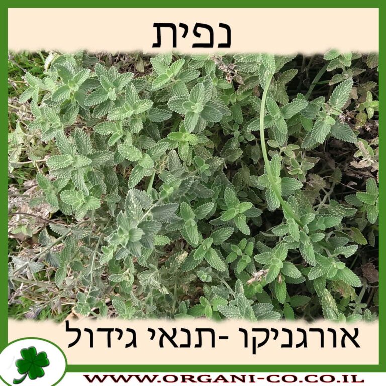 נפית