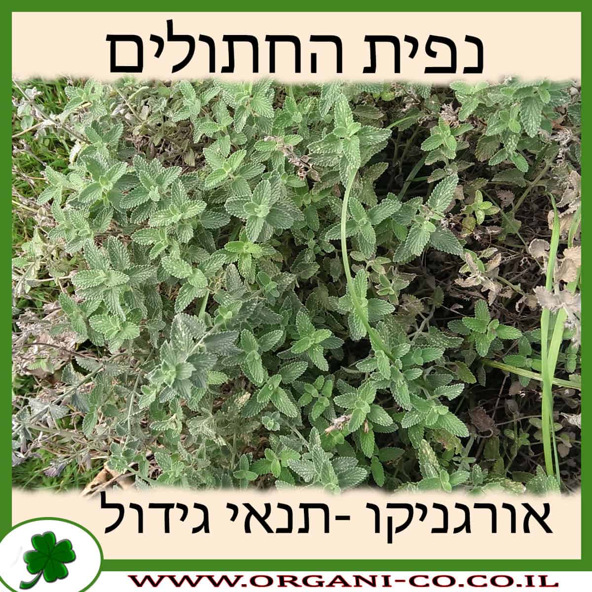 נפית החתולים