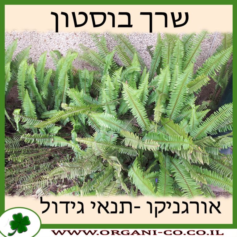 שרך בוסטון שרך בוסטון גידול צמח