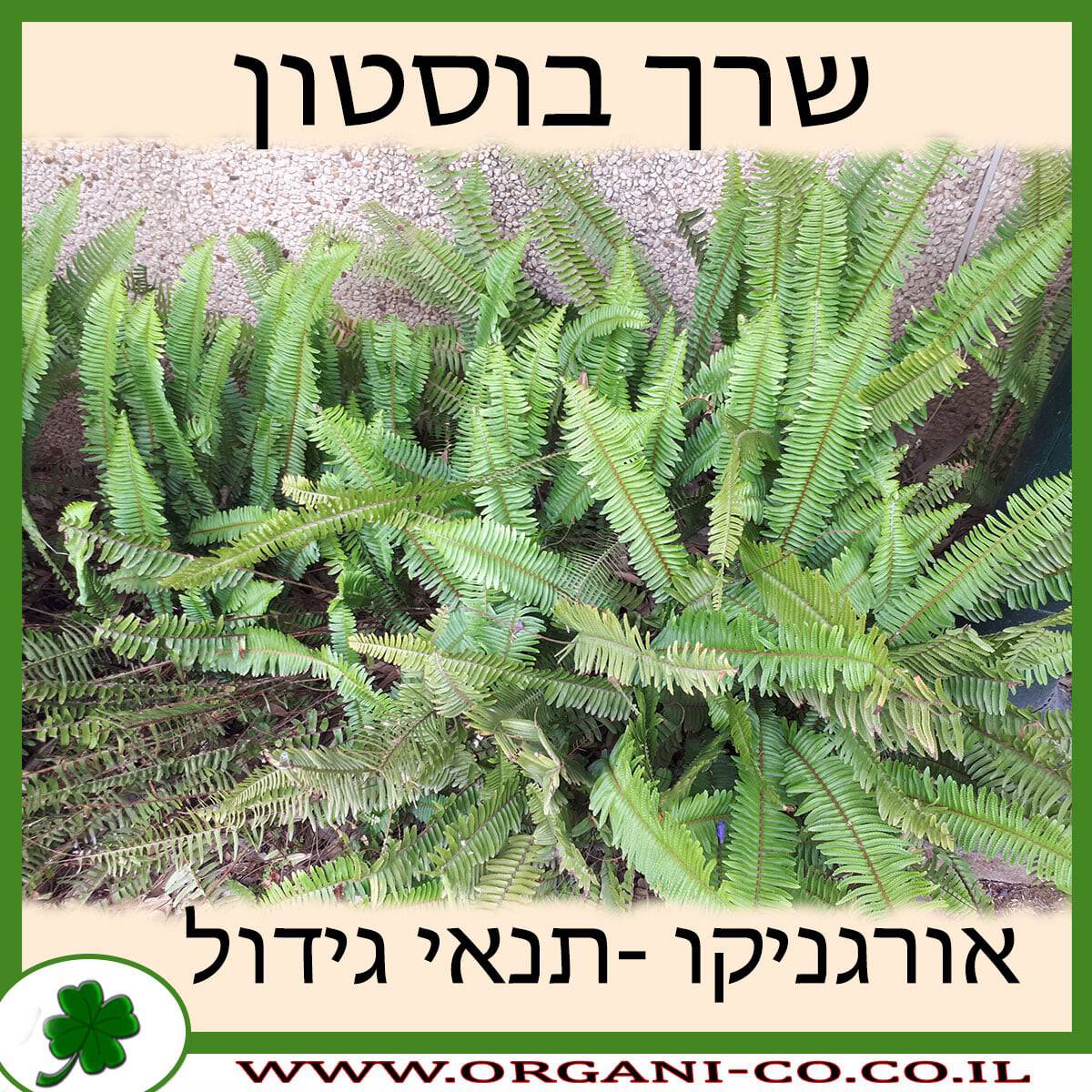 שרך בוסטון גידול צמח