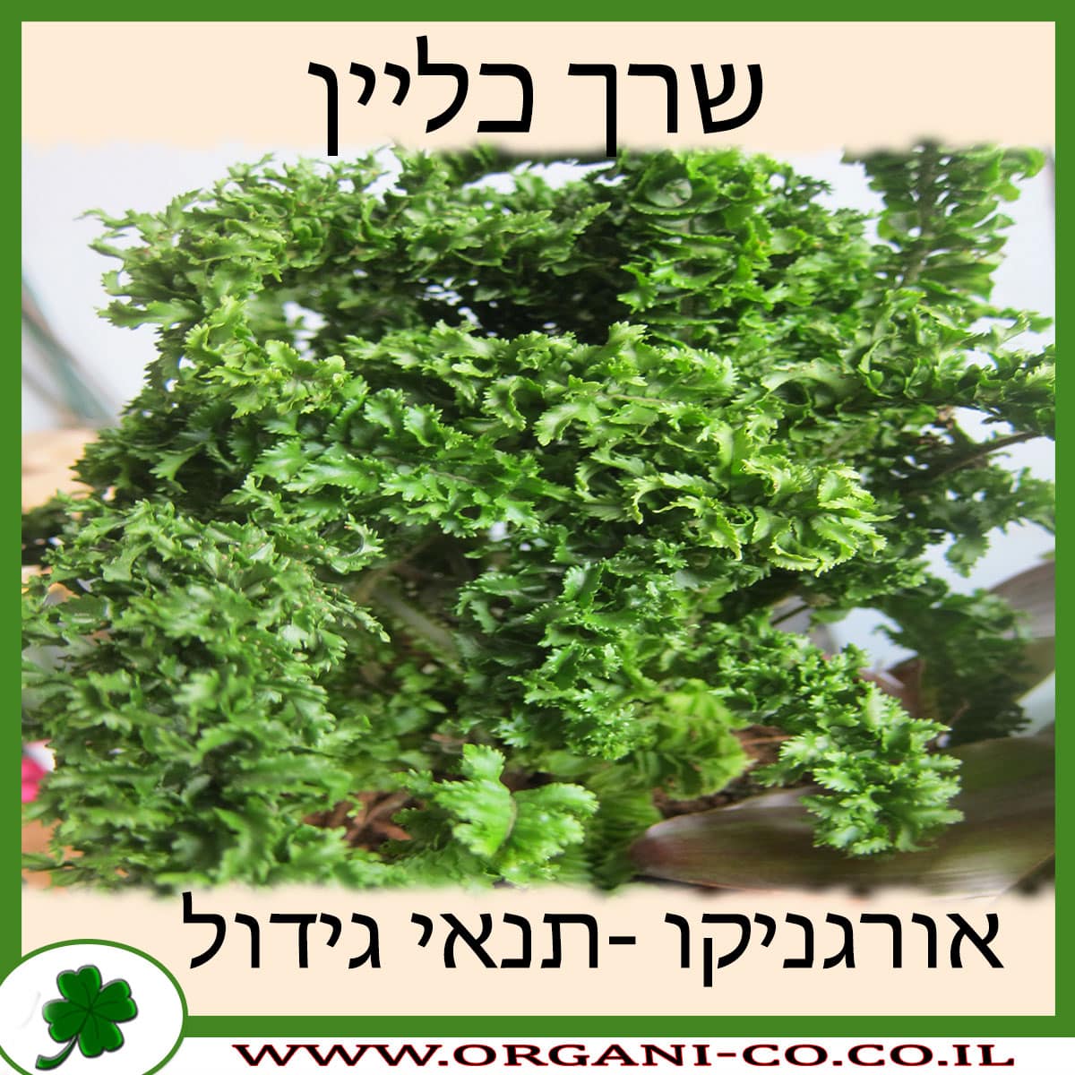 שרך כליין