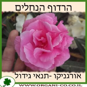 הרדוף הנחלים