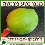 מנגו נטע מגנטה