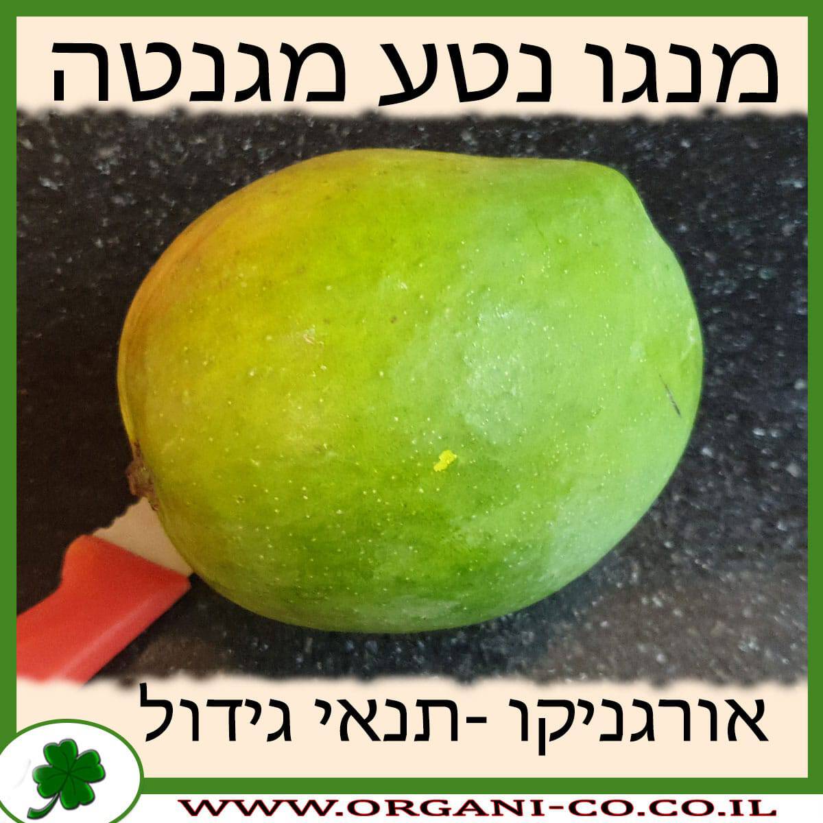 מנגו נטע מגנטה