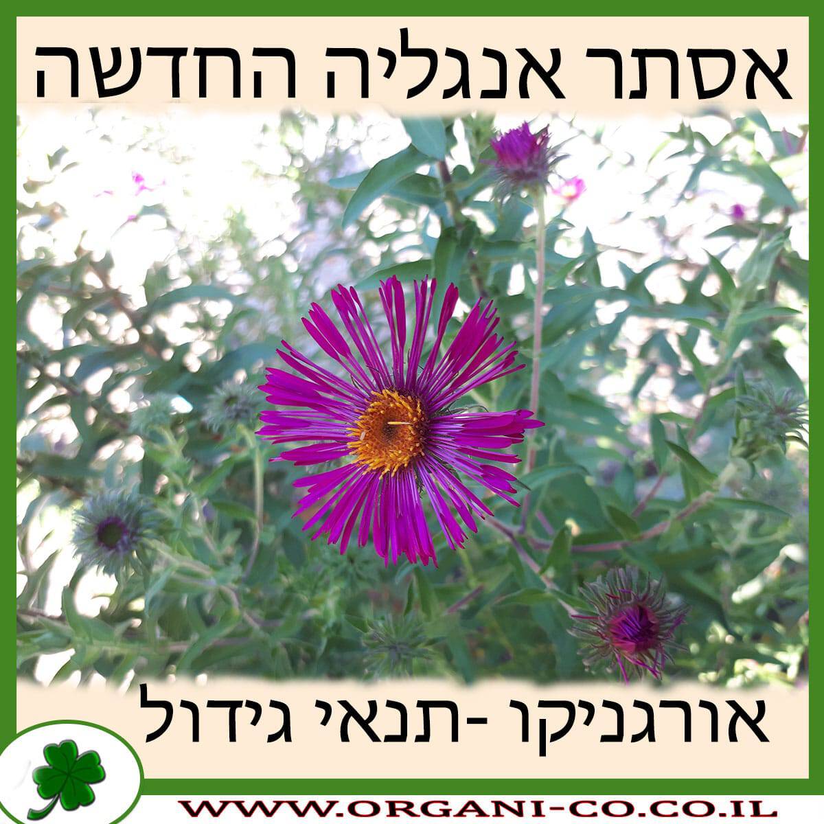 אסתר אנגליה החדשה